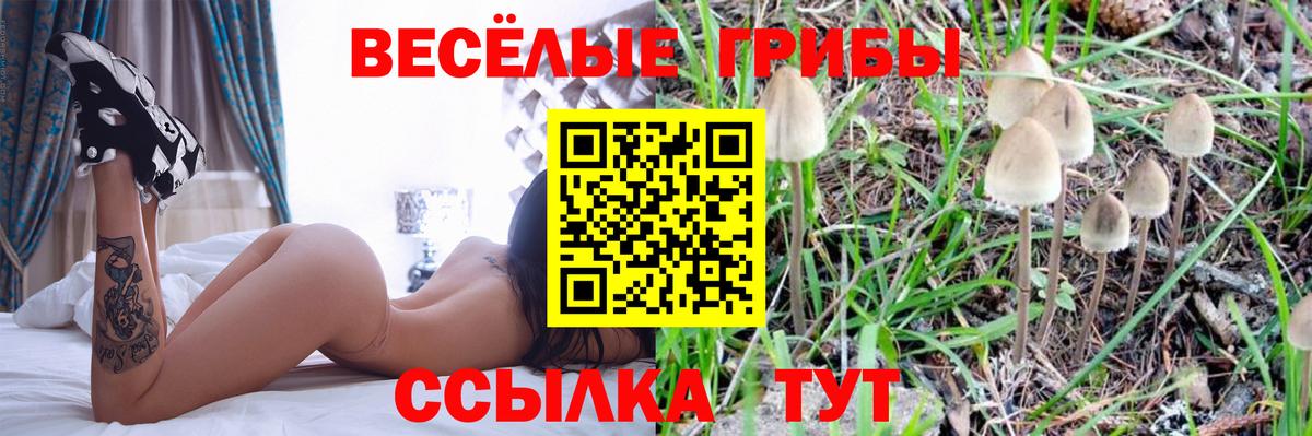 Сибай  Галлюциногенные грибы Psilocybe  Вход с VPN  Галлюциногенные грибы Psilocybine cubensis 